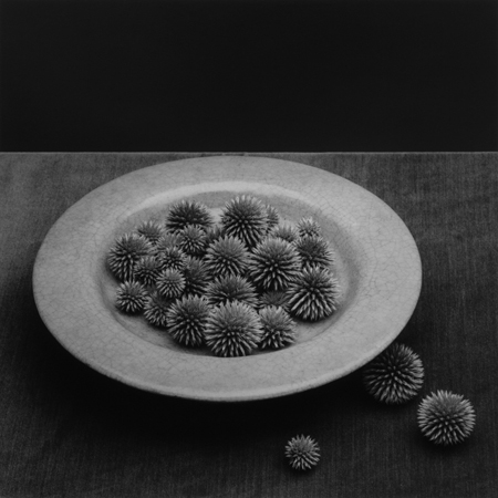 アート・デザイン・音楽 ROBERT MAPPLETHORPE twelvetrees press Pods | Xavier Hufkens