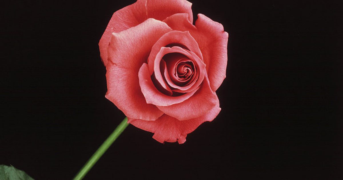 MAPP-544z-1989.jpg?mtime=