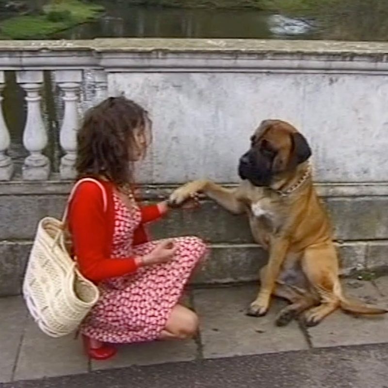 can a dogue brasileiro live in el salvador